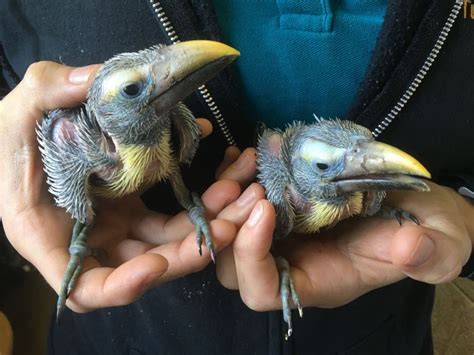 Club house & dog park. Tulsa Zoo Waits Five Years for Toucan Chicks | Tulsa zoo ...