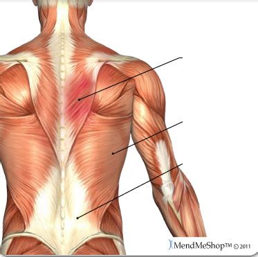 In the upper back region, the trapezius, rhomboid major, and levator scapulae muscles anchor the scapula and clavicle to the spines of several vertebrae and the occipital bone of the skull. Upper Back Muscle Chart : 5 Training Routines To Build Your Back Fast Bodybuilding Com / Select ...