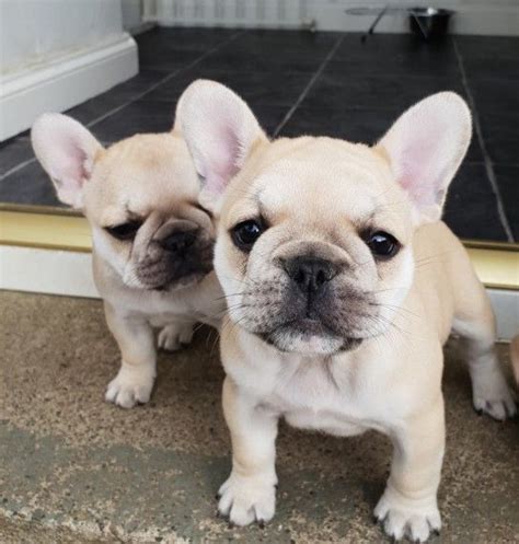 We did not find results for: French Bulldog Puppies For Sale | Chicago, IL #294526