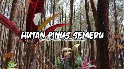 Kecamatan ini terletak sekitar 35 km dari kota malang arah tenggara, di antara oleh kecamatan tumpang, tajinan, bululawang, turen dan dampit. HUTAN PINUS SEMERU~MALANG JAWA TIMUR - YouTube