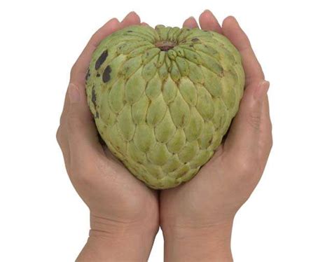Fruiting branch with sections of fruit and seeds. Benefits Of Custard Apple | Femina.in