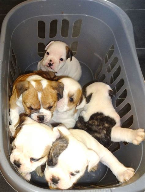 See more ideas about victorian bulldog, bulldog, bulldog puppies. Victorian Bulldog Info, Temperament, Training, Diet ...