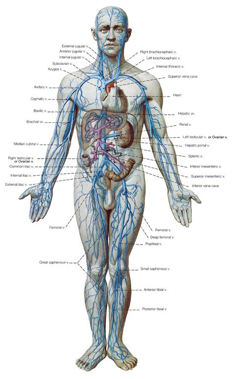 Figure 1 shows a forearm holding a book and a schematic diagram of an analogous most skeletal muscles exert much larger forces within the body than the limbs apply to the outside world. The Cardiovascular System - assuring delivery of blood all ...