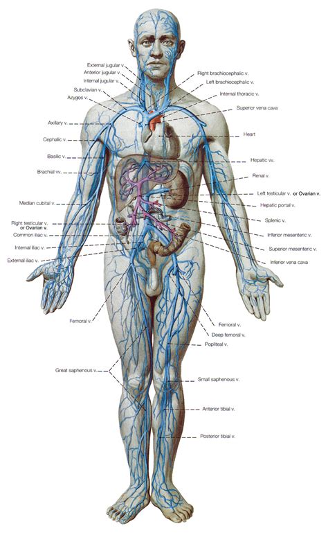 It should be noted that there are many more muscles in the body that are not addressed by this muscle anatomy diagram, however the muscles that are of primary interest from a fitness and exercise. The Cardiovascular System - assuring delivery of blood all ...