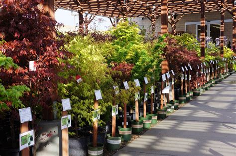 Maybe you would like to learn more about one of these? Japanese Maples for shade. Love the color contrasts ...