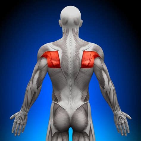 This obviously depends on how bad your injury is and what stage of rehabilitation you are at. Exercises for Bursitis in the Shoulder | Livestrong.com