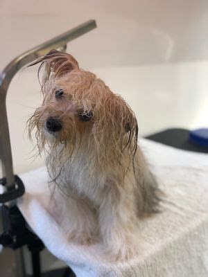 Our team of dog groomer in san diego gives each animal the compassion they deserve. Kano's Pet Grooming Mobile Service - Updated COVID-19 ...