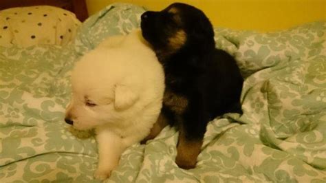 These puppies are sired by a working, fully certified police dog. AKC German Shepherd puppies. Snow white, solid black, black and tan. for Sale in Marshall ...