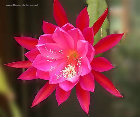 Watch series online free without any buffering. Saigon | Flowers, Orchid cactus, Flower pictures