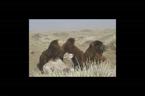 When a mongolian nomadic family's newest camel colt is rejected by its mother, a musician is needed for a ritual to change her mind. Photos "L'Histoire du Chameau qui Pleure (The Story of the ...