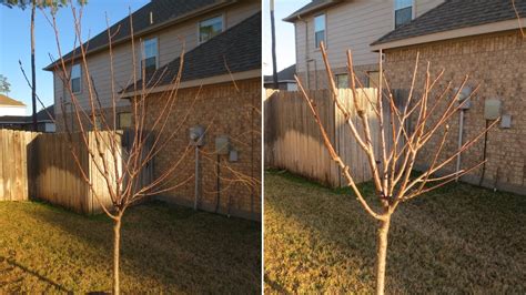 When to prune dwarf fruit trees. How to Prune Fruit Trees: Avocado, Apple, Nectarine, Plum ...