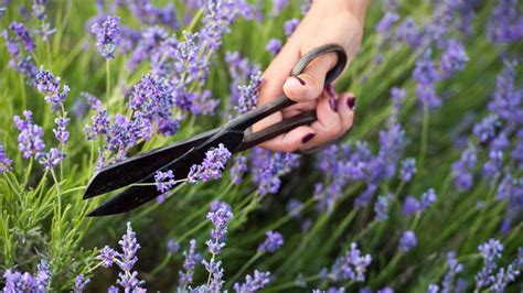 Die information, dass lavendel grundsätzlich erst im august zurückgeschnitten wird, stammt aus wärmeren regionen wie der provence, denn dort ist eine spätere ernte üblich. Lavendel schneiden - Video mit den besten Tipps | BRIGITTE.de