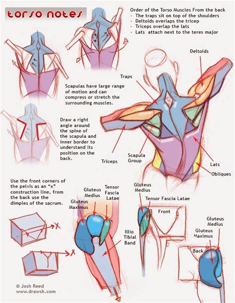 How to draw muscles, step by step, drawing guide? Muscular Anatomy Notes from an Artist's Perspective ...