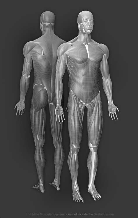 Back muscles rear view & #8211; 3D Male Muscular System Model