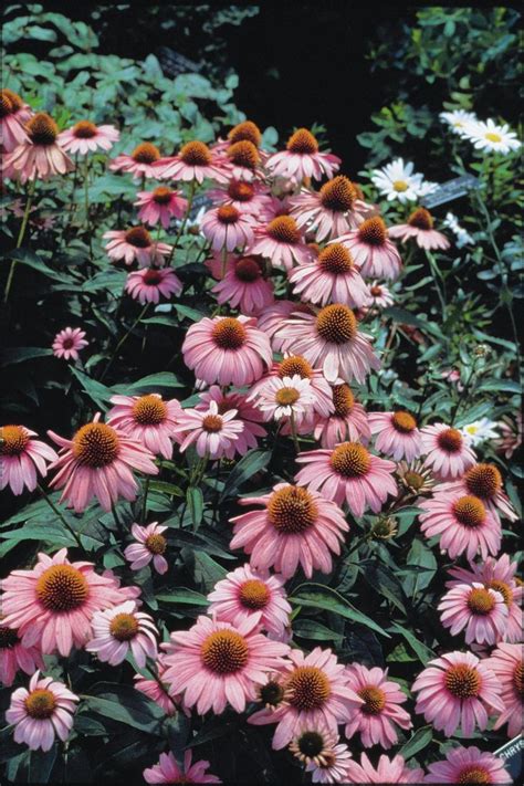 Borage is an annual that self seeds. 20 Perennials for Full Sun | HGTV | Full sun perennials ...