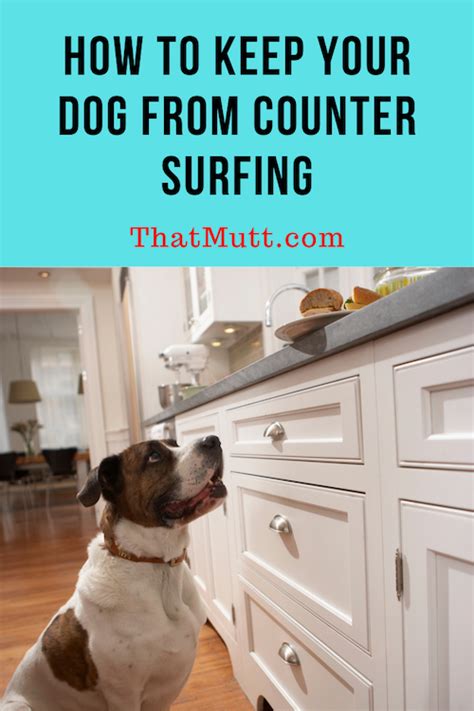 Check spelling or type a new query. How to Stop a Dog From Counter Surfing | ThatMutt.com