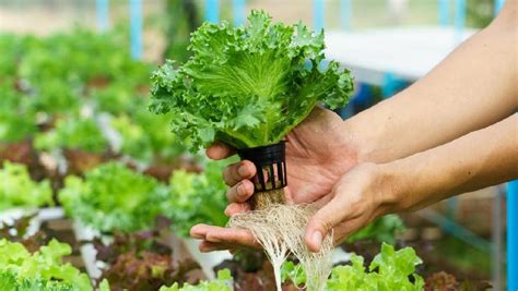 Peluang perniagaan, peluang perniagaan internet, kerja dari rumah. Menanam Sayur Hidroponik di Rumah, Hemat Uang Belanja ...