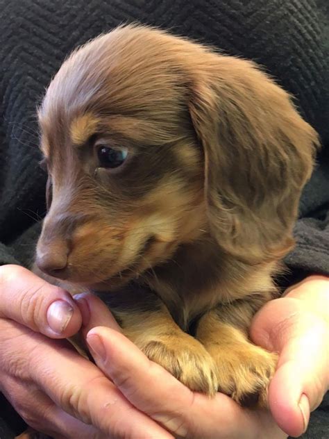Jagger is the mini, akc, dachshund you have been looking for. Blue Miniature Dachshund Puppies For Sale Near Me