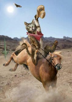 Maybe you would like to learn more about one of these? 41 Cats/Cowboy/Cowgirl ideas | cats, cowboy and cowgirl ...