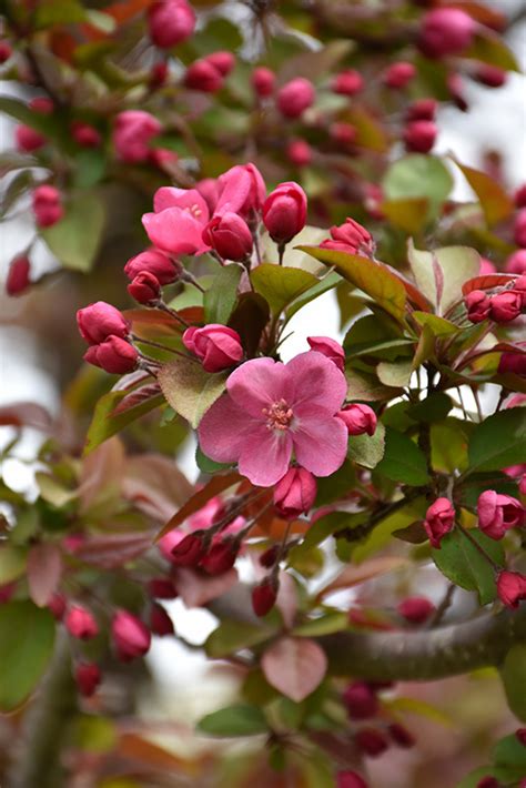 The population was 14,286 at the 2010 census. Cardinal Flowering Crab (Malus 'Cardinal') in Toledo ...