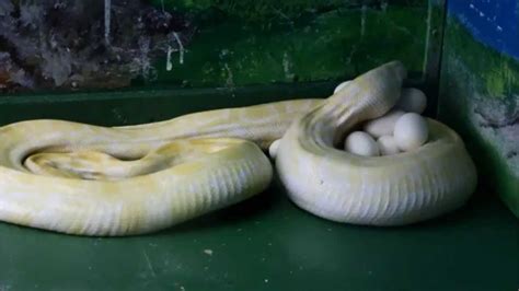 (central) african rock python など）はニシキヘビ科ニシキヘビ属に分類されるヘビである。かつてナタールニシキヘビ (学名: すべての花の画像: 新鮮なアミメ ニシキヘビ アルビノ