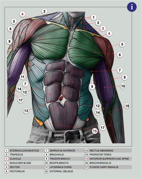 Other articles where torso is discussed: Male Torso from Anatomy for Sculptors | TOPOLOGY ...