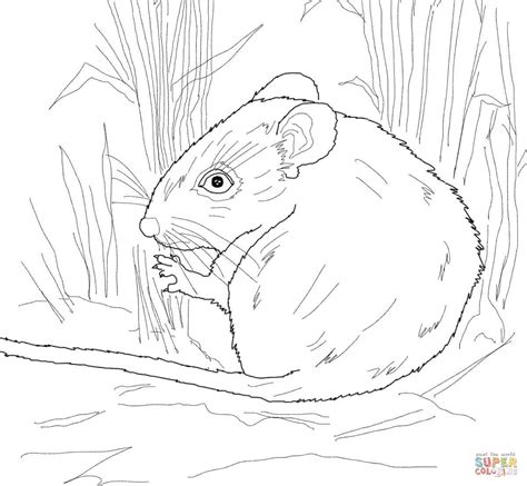 Free printable mouse, mice and rodents coloring pages and printable activities to color, paint or crafty educational projects for young children, preschool, kindergarten and early elementary. Desert Mouse coloring page | Free Printable Coloring Pages