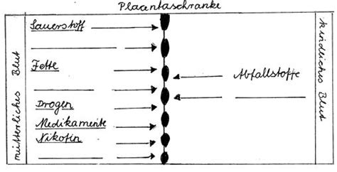 Die plazentaschranke schützt die mutter vom blut des ungeborenen und umgekehrt. Arbeitsblatt: Die Gebärmutter - das erste Zuhause