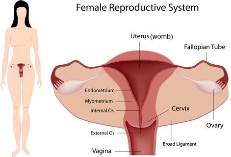 The boundary of the abdominal cavity is the abdominal wall in the front and the peritoneal surface anatomy of the human body. The female reproductive organs of the lower torso