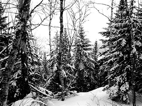 Aroostook state park at the end of summer. Snowshoe in Aroostook State Park, a Maine State Park ...