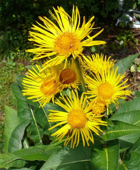 Den blir från 80 till 200 cm hög och blommar från juli till september med gulorange strålblommor som blir mellan tre och fyra cm stora. Ålandsrot, Inula helenium