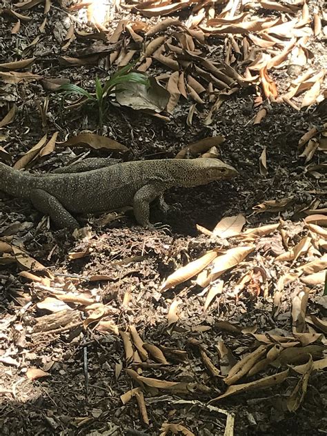 They have also been introduced to the. Monitor Lizard | Singapore Botanic Gardens | Matt Robinson ...