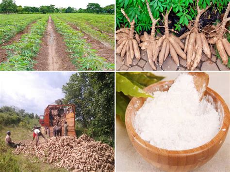 One of the easiest ways to measure capacity is to simply use the total production quantity for a given time period. Economic importance of cassava starch production_Industry ...