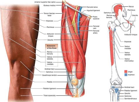 Most surgeons are familiar with the inguinal anatomy from the anterior perspective. Groin Muscles Diagram Photos Female Groin Muscle Diagram ...