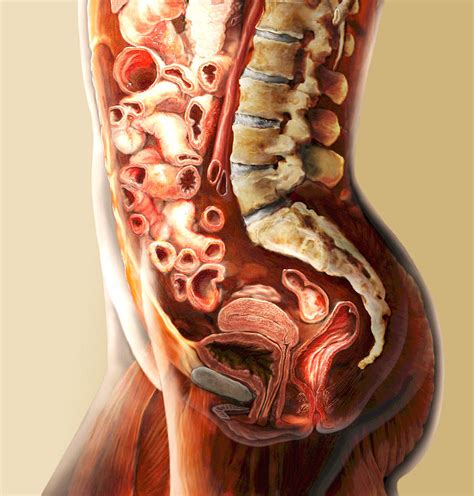 Anatomy of the female abdomen and pelvis doctor stock. Abdominal Anatomy Female / Lymphatics Of Abdomen And ...