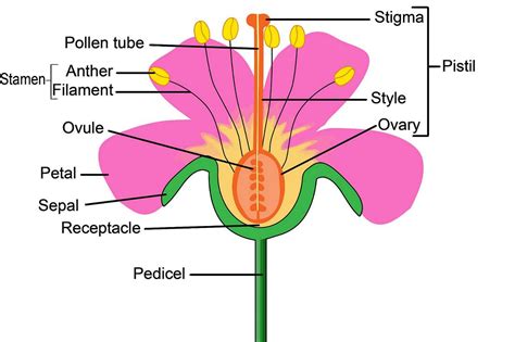 Both a female and a male reproductive system are made up of different organs that help create and produce new breathing life. Flowers