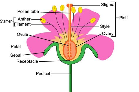 Usually where two parts form a connection of some kind, the female part is the socket or hole into which another piece is inserted … Flowers