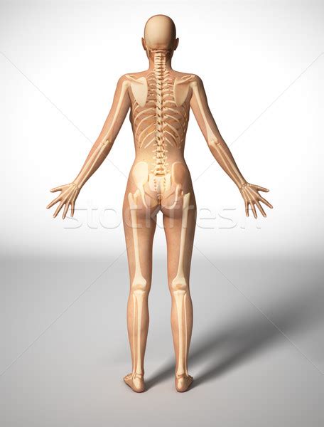 The bones of the chest — namely the rib cage and spine — protect vital organs from injury, and also provide structural support for the body. Woman body with bone skeleton viewed from the back. stock ...
