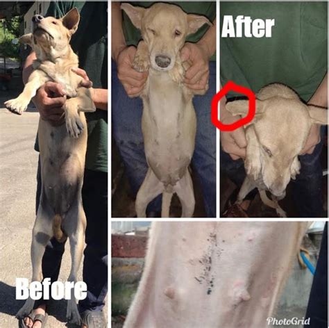 Check out how my dental care can help you! Neutering aid for 1 dog in Seri Kembangan (Lai Sok Yieng's ...