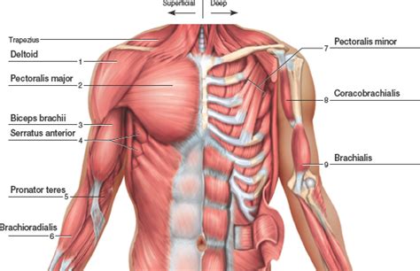 The two sides connect at the sternum, or breastbone. Image result for upper back muscle diagram | Chest muscles ...