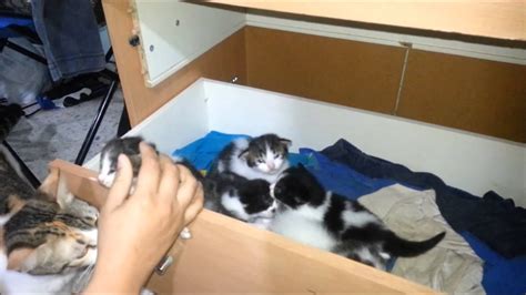 4 of the 6 kittens tommy and i raised. ALIMENTANDO GATITOS DE 3 SEMANAS - FEEDING KITTENS 3 WEEKS ...