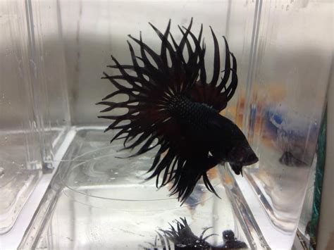 Betta fish black dragon crown tail | american bettafish. "White Dragon King Crown Betta" Breeding Possibility ...