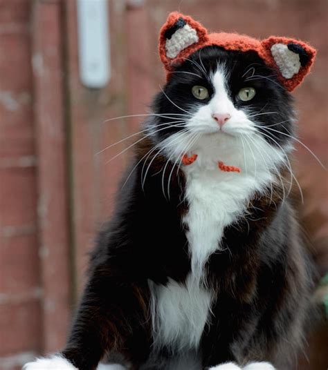 It might be a bonnet, it might be a cowboy. Cats in Hats: Knit a Dinosaur Hat or Crochet a Fox Hat for ...