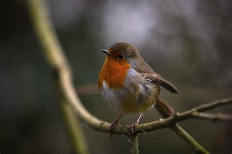 Friendy robin / ClickASnap | Robin, Robin bird, Robin 