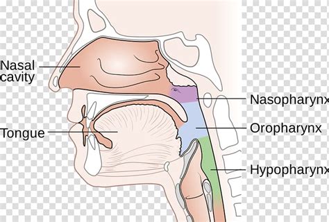 The nasal cavity (or cavity of nose, latin: Nasopharynx cancer Nasal cavity Nose Diagram, nose ...