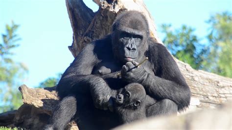 Si el 2007 acabó con el nacimiento de un nuevo koala, el 2008 no podía empezar mejor. El bebé gorila Pepe cumple 10 meses en BIOPARC Valencia (# ...