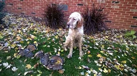 Click here to be notified when new english setter puppies are listed. English Setter puppy dog for sale in morrice, Michigan