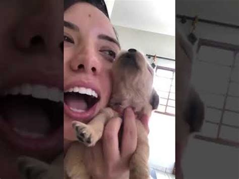 Golden retriever husky mixes need plenty of exercise. Newborn Golden Retriever Puppy Imitates Owner's Howl ...