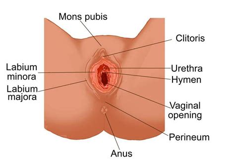 Females do have 3 holes. Female genitalia diagram