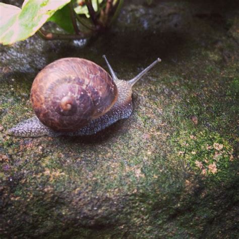 We did not find results for: Snail in the garden after the rain